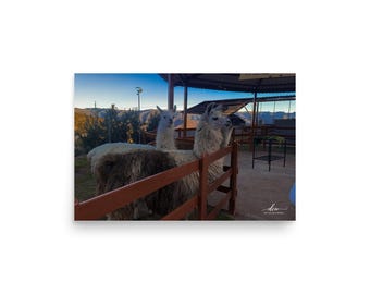 Peru Llama Poster | Sacred Valley Photography, Cusco Wall Art, Andes Mountains Print