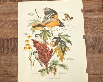 アート・デザイン・音楽 CLASSIC NATURAL HISTORY PRINTS BIRDS il_1080xN.6054388695_gsha.jpg