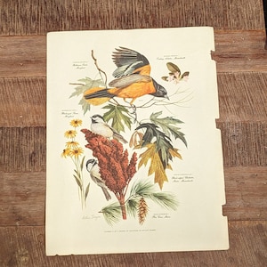 Arthur Singer Bird Prints - Etsy