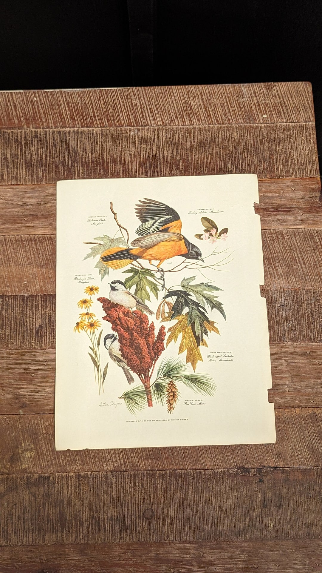 アート・デザイン・音楽 CLASSIC NATURAL HISTORY PRINTS BIRDS Classic Natural History Prints Birds, HCDJ Vintage 1990 1st