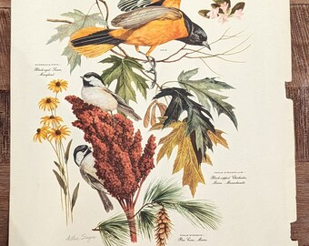 1950's Vintage Rare Birds Art Print by Arthur Singer - Etsy