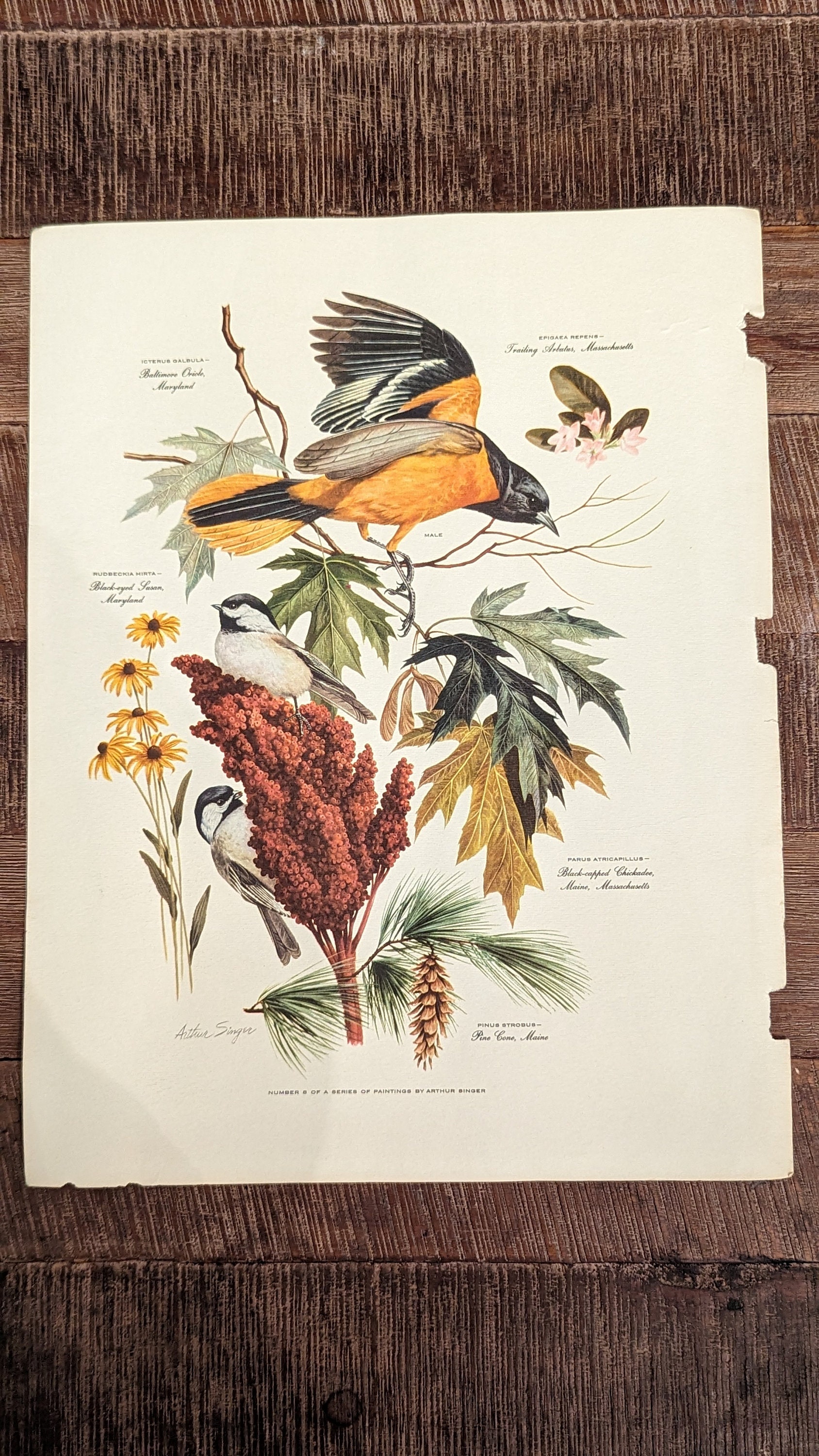 1950's Vintage Rare Birds Art Print by Arthur Singer - Etsy