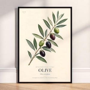 Op de afbeelding: Een ingelijste botanische print met een olijftak met groene en donkerpaarse olijven op een crèmekleurige achtergrond. De tekst luidt No. 10, MEDITERRANEAN FLORA, OLIVE, Olea europaea en An evergreen tree, valued for its fruit, oil and enduring foliage.