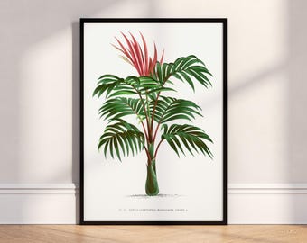 Kentia Palm Print Poster, Botanical Wall Art, Vintage Plant Illustration Decor