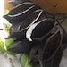 40 Seed Pods, Kurrajong Bottle Tree Pods, For Display or Crafting
