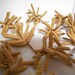 20 Screw Bean Mesquite Seed Pods