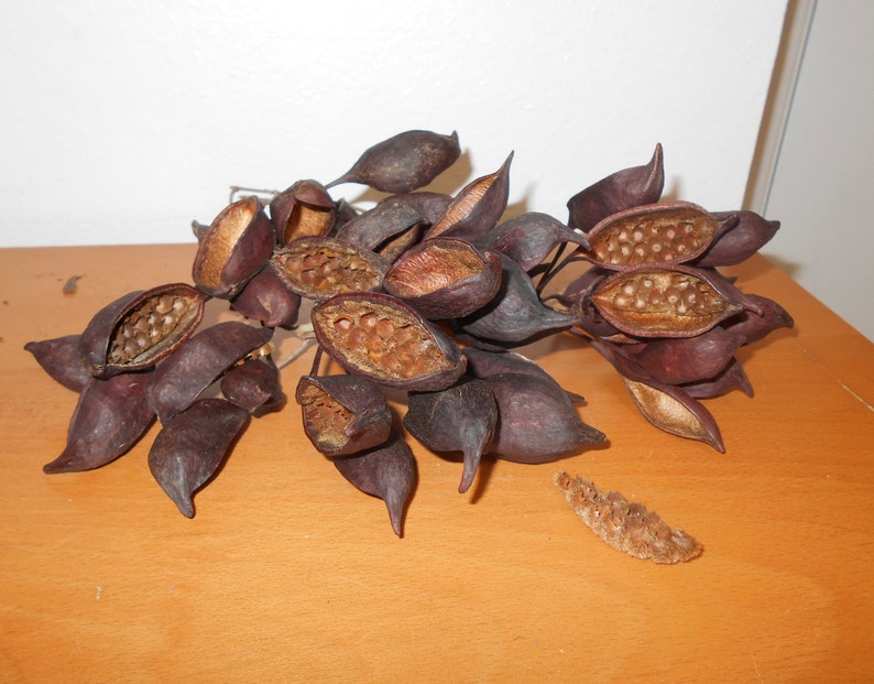 40 Seed Pods Kurrajong Bottle Tree Pods For Display or Etsy