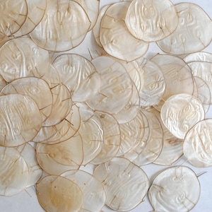 Pode incluir: Uma coleção de numerosas vagens de sementes secas de Lunaria annua, também conhecidas como moeda-do-papa. Estes discos circulares, translúcidos e de textura papirácea, têm um brilho nacarado esbranquiçado com veios delicados visíveis.