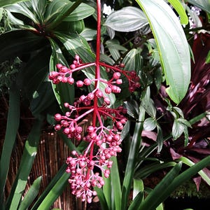 begonia plants for sale Begonia conchifolia var. rubrimacula – The Plant Lady SF main image 0