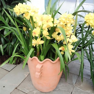 Orquídea Cymbidium Amarela em Vaso de Terracota (VÍDEO) | Arte Digital em Moldura | Papel de Parede Animado | Download Instantâneo