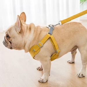 May include: A yellow dog harness and lead set on a light brown dog. The harness features adjustable straps and metal hardware. The lead is attached to the harness with a silver clip. The dog is standing on a light brown wooden floor.