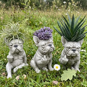 May include: Three gray concrete French bulldog planters, each featuring a sculpted figure giving the middle finger. The left planter holds a green air plant, the center holds a purple succulent, and the right holds a spiky green aloe plant.