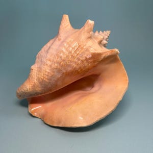 May include: A large conch shell with a textured, light orange exterior and a smooth, pale peach interior. The shell features prominent, pointed spikes along its upper ridge and a spiral apex, showcasing natural variations in color and form.