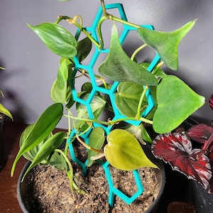 Geometric Plant Trellis for climbing and vining houseplants
