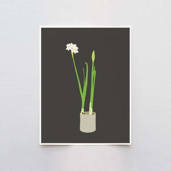 Paperwhite Narcissus Art Print - Signed and Printed by Jorey Hurley - Unframed or Framed - 121213