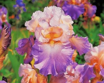 Colorful Bearded Iris Plants | Lavender-Pink Blooms | Hardy Flowering Perennials