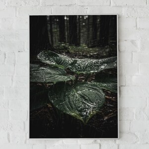 May include: A rectangular wall art print featuring a dark, moody forest scene during a rainstorm. Large, vibrant green hosta leaves are in the foreground, covered in glistening raindrops, set against a backdrop of blurred, dark tree trunks.