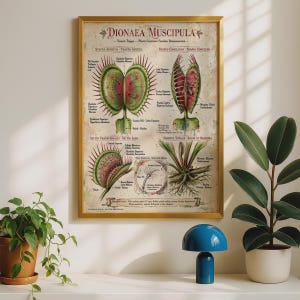 以下が含まれることがあります： 「DIONAEA MUSCIPULA」と題された額入り植物画。ハエトリグサの開いた状態や閉じた状態、断面図、根系などの詳細な科学的イラストが描かれており、ベージュの背景にラテン語のラベルが添えられています。