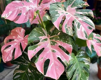 Monstera Deliciosa Rosa Variegada
