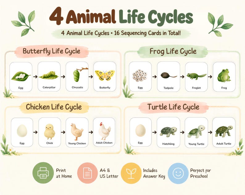Animal Life Cycles Printable | Preschool Sequencing Cards - Etsy