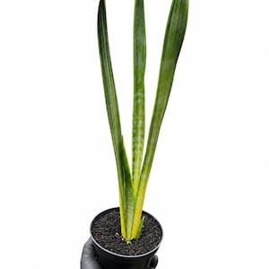 Sansevieria Forescate - Etsy