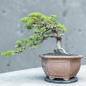 Può includere: Un bonsai di ginepro con fogliame verde brillante e un tronco curvo e strutturato, modellato con filo metallico scuro. L'albero è piantato in un vaso di ceramica marrone opaco esagonale con piedini, poggiato su una base circolare nera.