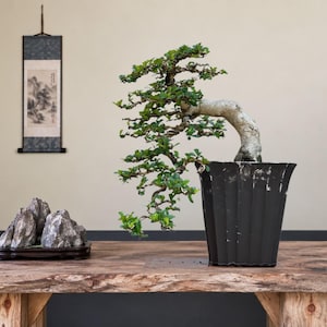Può includere: Un bonsai con un tronco spesso di colore chiaro e fogliame verde a cascata, piantato in un vaso nero alto e scanalato. Accanto all'albero si trova una piccola base in legno scuro che sostiene un gruppo di tre pietre grigie e frastagliate.