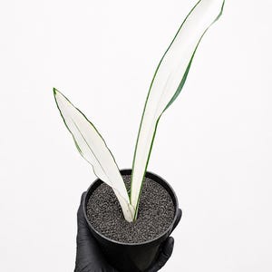 Beauty Queen Sansevieria - Etsy