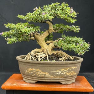 Small Blue Bell Bonsai with Purple Flowers | Tropical Flowering Bonsai Tree | Desmodium Bonsai | Live Plant