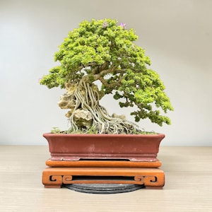 May include: A bonsai tree with dense green foliage and small purple flowers, featuring exposed light-colored roots growing over a textured rock. The tree is planted in a rectangular terracotta-colored ceramic pot resting on a wooden stand.