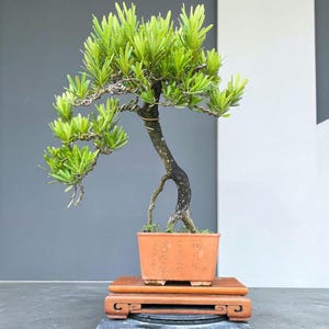 Puede incluir: Un bonsái con hojas de color verde vibrante en forma de aguja y un tronco oscuro y texturizado, moldeado con alambre metálico fino. El árbol está plantado en una maceta rectangular de terracota con caracteres chinos sobre una base de madera.