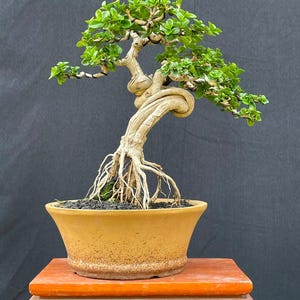 Bonsai de Premna Microphylla, pequeno bonsai tropical, bonsai com raízes expostas, tronco retorcido, planta bonsai viva