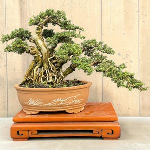 Mature Serissa Bonsai Tree | Aged Trunk with Exposed Roots | Japanese Serissa Bonsai | Established Live Bonsai Tree