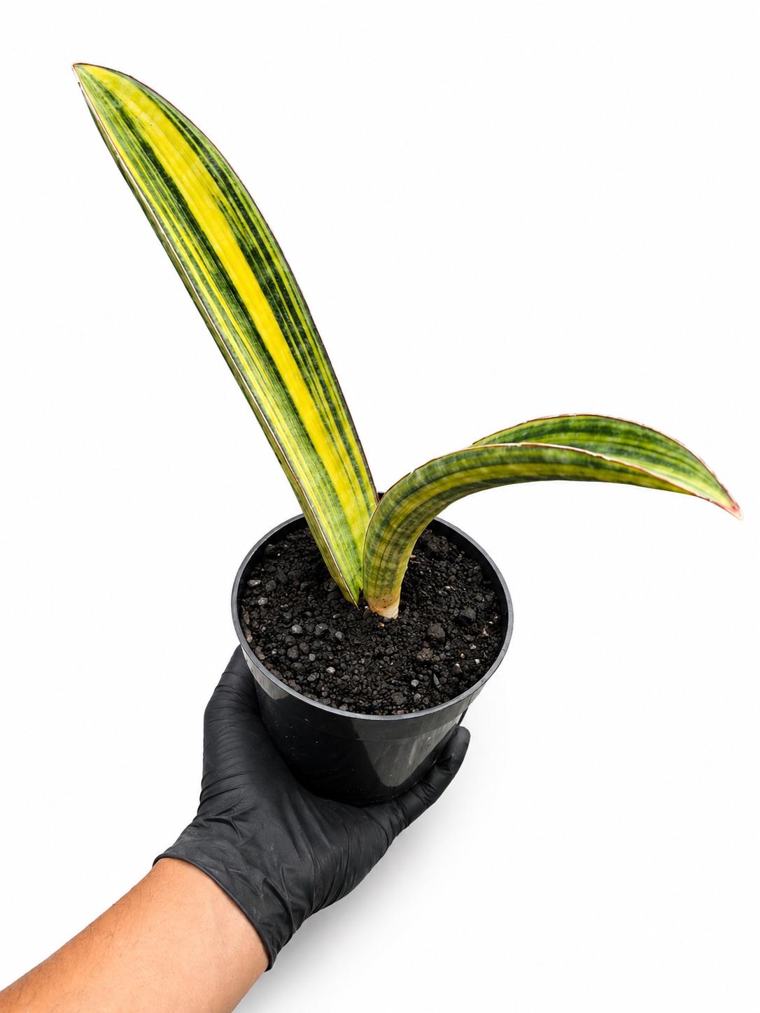 Sansevieria Baseball Bat Plant - Etsy Canada