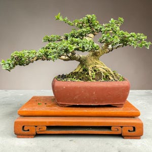 Premna microphylla Bonsai Tree | Bonsai with Thick Trunk & Exposed Roots | Aged Tropical Bonsai | Live Bonsai Tree