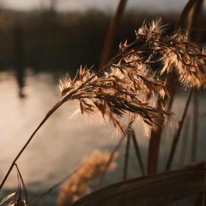 May include: A close-up shot of a plant with feathery seed heads, illuminated by sunlight. The plant displays brown and tan tones, with delicate, wispy textures. A blurred body of water forms the backdrop, creating a soft, natural scene.