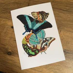 Carte de voeux papillon, papillons vintage, anniversaire, mariage, sympathie, carte d'art.