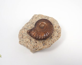 helix or dome fossil helix or dome fossil