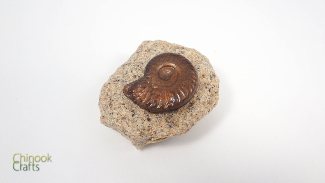 Helix fossil 2024