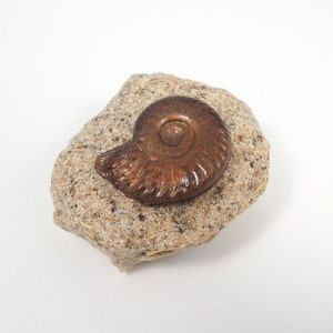 May include: A brown ammonite fossil sits on a small, speckled rock. The fossil has a spiral shape and a polished surface. The rock is a light tan colour and has a rough texture. The image is set against a white background.