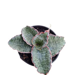 Silver Blue Aglaonema - Etsy