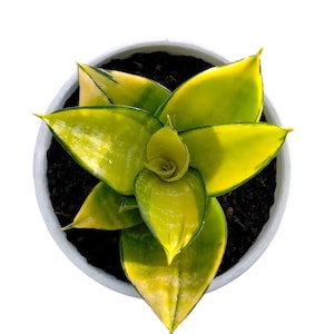 Puede incluir: Vista superior de una planta de serpiente en una maceta blanca. La planta presenta hojas de color verde amarillento brillante dispuestas en un patrón distintivo. La maceta está llena de tierra oscura, sobre un fondo blanco liso. Una planta de interior atractiva.