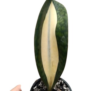 Sansevieria Mediopicta - Etsy