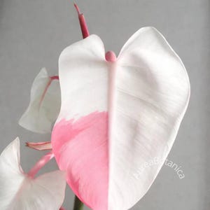 Puede incluir: Primer plano de una hoja bicolor. La mitad de la hoja es blanca, la otra mitad es de un rosa vibrante. El tallo es de color rosa intenso. El texto "AureaBotanica" es visible en el lado derecho de la imagen.