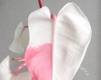 Boutures de princesse blanches philodendron panachées roses, aroïde de collection rare, certificat phytosanitaire, plantes albo