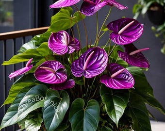 Purple Anthurium Andraeanum Cuttings, Rare Tropical Flowering Houseplant, Rooted Starter Plants, Phytosanitary Certificate