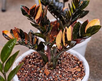 Zamioculcas Raven ZZ Plant, Rooted Cuttings, Black Houseplant, Phytosanitary Certificate, Easy Care Indoor Plants