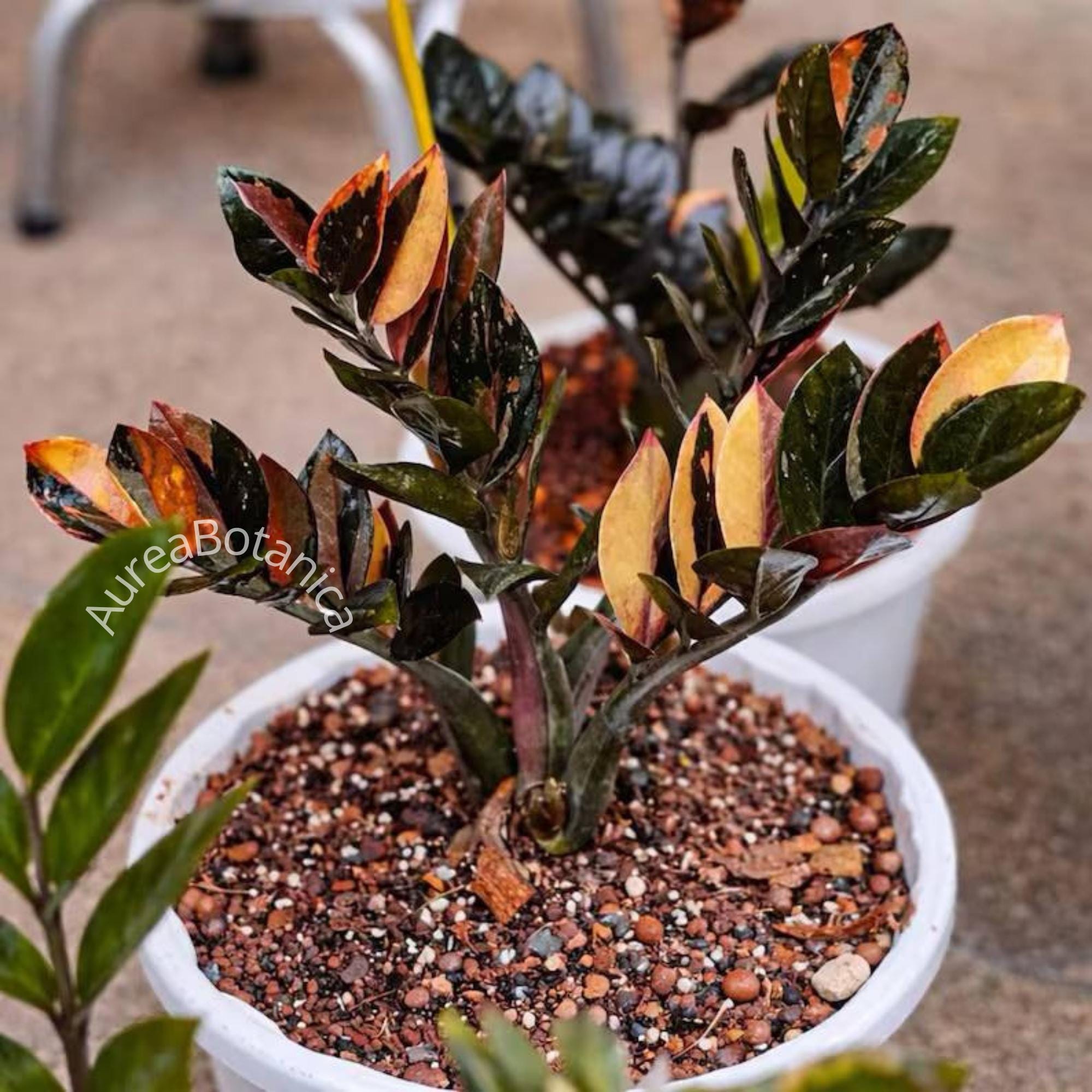 その他観葉植物 Zz Raven Deep Red Zz raven variegated - Etsy 日本