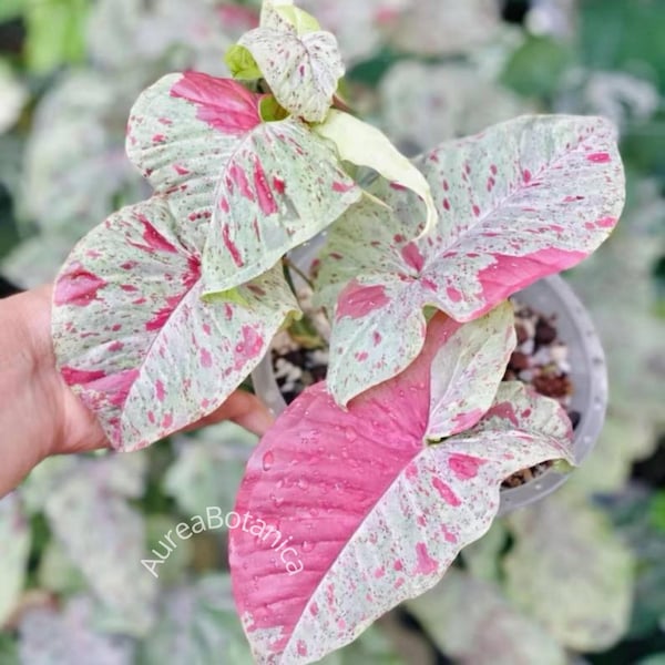 Esqueje variegado de Syngonium Milk Confetti, Syngonium moteado rosa poco común, certificado fitosanitario, planta joven enraizada.