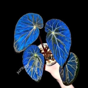 May include: A set of three ceramic mugs with a speckled, matte finish. The mugs are in shades of cream, light gray, and dark gray. Each mug has a simple, minimalist design, perfect for coffee or tea.